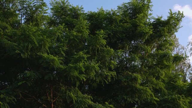 Robinia branches show dense green foliage. Wind moves the leaves across the canopy. Clear sky forms a simple background. The image can illustrate natural vegetation, outdoor conditions