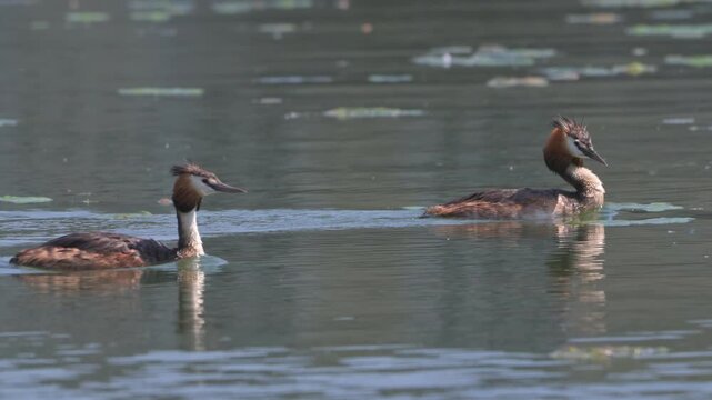 Great Crested Grebe (Podiceps critstatus) adults preening and swimming on a lake. July, Kent, UK. [Half speed]