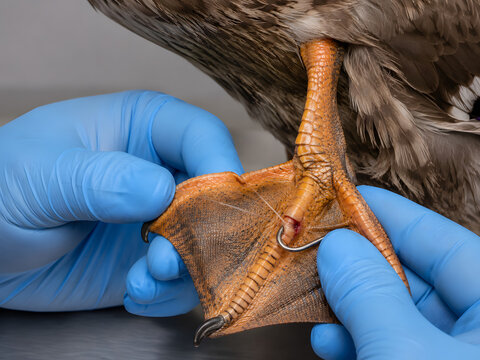 Veterinary treatment of a bird foot injured by a metal fishing hook showing hands in gloves performing wildlife rescue and medical care