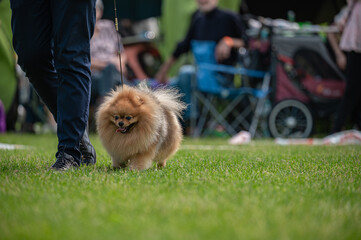 Pies Szpic miniaturowy, pomeranian  © Grzegorz
