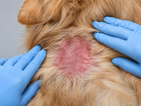 Close up of a veterinarian wearing blue gloves examining an inflamed red skin lesion and allergic reaction on a golden retriever dog's back
