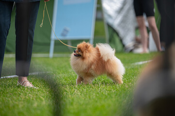 Pies Szpic miniaturowy, pomeranian  © Grzegorz