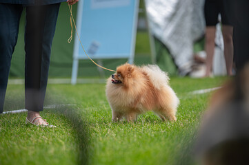 Pies Szpic miniaturowy, pomeranian  © Grzegorz