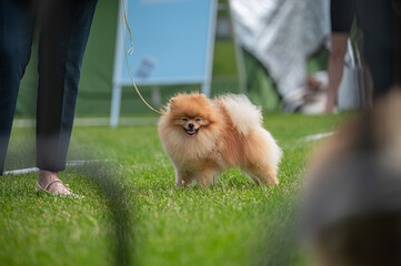 Pies Szpic miniaturowy, pomeranian  © Grzegorz