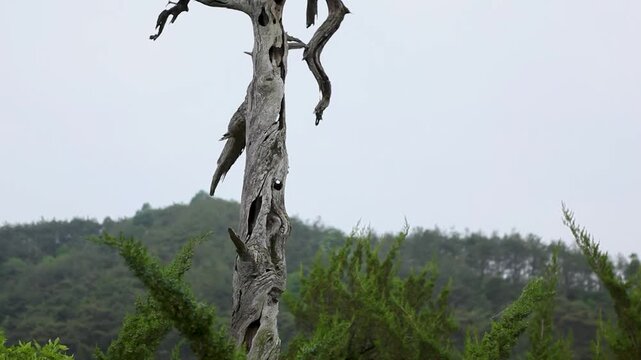 나무, 네이처, 경관, 목초, 나이든, 죽은, 소나무, 식물, 여름, 마운튼, 가지
