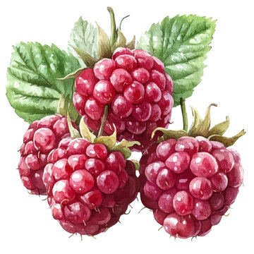 watercolor of Raspberry, vector clipart, isolated on a white background.