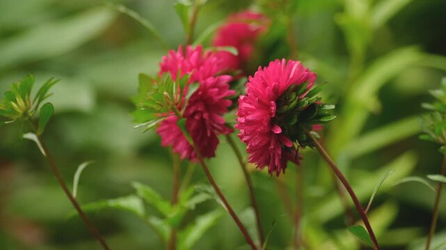 Pink aster flower with water drops blooming in summer garden close up
