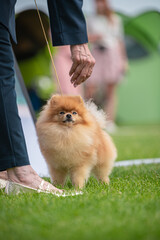 Pies Szpic miniaturowy, pomeranian  © Grzegorz