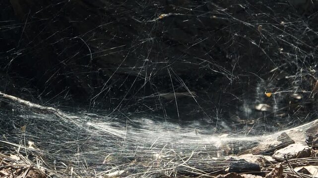 Sunlight glimmers over a large spider web on a breezy and warm hike along a forest trail. The light reflects off of each web string and gives the illusion of light transmittal along the web.