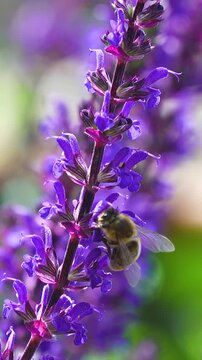 Closeup of a bee actively pollinating a beautiful purple lavender flower, showcasing natures intricate dance.