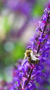 A closeup shot of a honey bee actively pollinating beautiful purple lavender flowers, highlighting natures delicate balance.