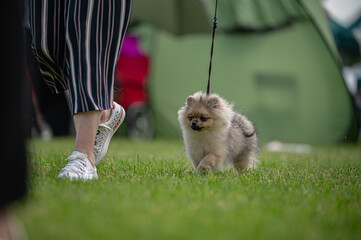 Pies Szpic miniaturowy, pomeranian  © Grzegorz