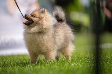 Pies Szpic miniaturowy, pomeranian  © Grzegorz