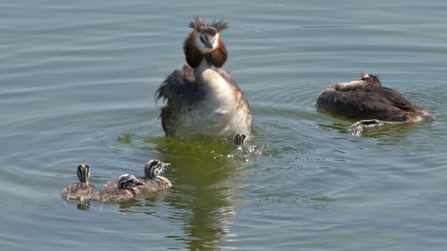 Great Crested Grebe (Podiceps critstatus) adult feeding a feather to a chick to aid digestion. July, Kent, UK. [Half speed]