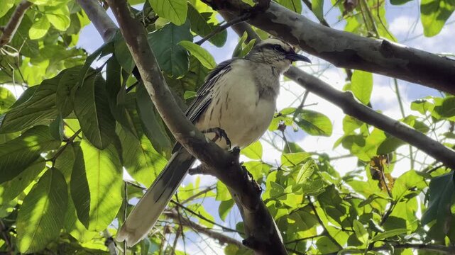 Chalk-browed mockingbird preening feathers on tree branch in Brazil