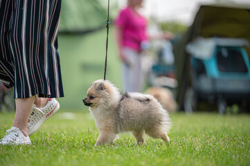 Pies Szpic miniaturowy, pomeranian  © Grzegorz