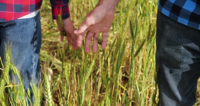 Adult farmer guides young helper while inspecting healthy wheat crop in field. mentorship, agricultural education, sustainable farming and practical field experience.