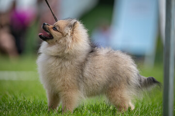Pies Szpic miniaturowy, pomeranian  © Grzegorz