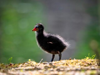 Obraz premium coot chick at the edge of a lake