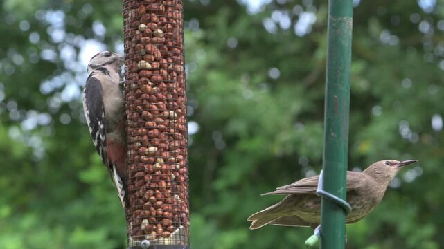 Great Spotted Woodpecker (Dendrocopos major) juvenile clashing with two immature Starlings (Sturnus vulgaris) on a bird feeder. July, Kent, UK [Slow motion x5]