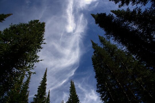 A low-angle perspective looking directly up at towering evergreen pine trees framing an expansive blue sky filled with wispy cirrus clouds