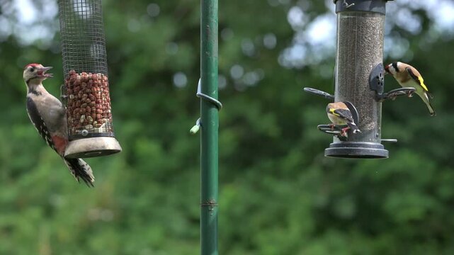 Great Spotted Woodpecker (Dendrocopos major) juvenile and two Goldfinches (Carduelis Carduelis) on garden bird feeders, eating peanuts and Niger seeds. July, Kent, UK [Half speed]