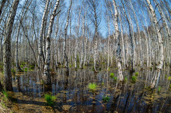 Southern Urals in spring: birch trees in a swamp at the foot of the Irendyk Ridge.