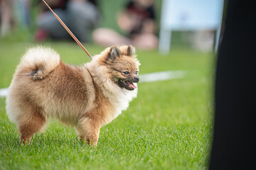 Pies Szpic miniaturowy, pomeranian  © Grzegorz