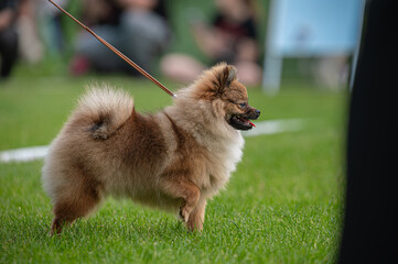 Pies Szpic miniaturowy, pomeranian  © Grzegorz