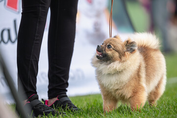 Pies Szpic miniaturowy, pomeranian  © Grzegorz