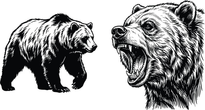  Detailed Bear Illustration with Roaring Grizzly Head and Walking Bear Line Art