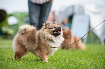 Pies Szpic miniaturowy, pomeranian  © Grzegorz