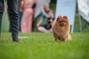 Pies Szpic miniaturowy, pomeranian  © Grzegorz