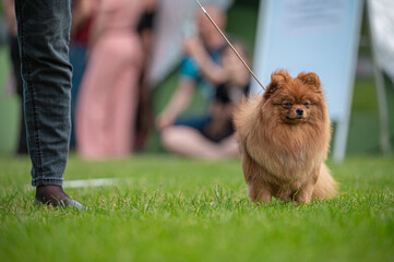 Pies Szpic miniaturowy, pomeranian  © Grzegorz
