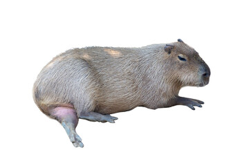 Fototapeta premium Capybara (Hydrochoerus hydrochaeris) resting, full-body view of the world's largest rodent