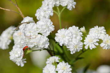 Floraison de l'Achillée Ptarmique. © galaad973