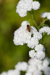 Insecte sur l'Achillée ptarmique. © galaad973