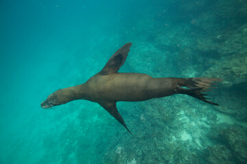 Fototapeta premium Galapagos sea lion swimming near the Galapagos Islands