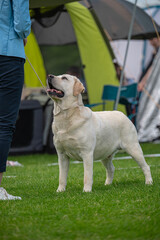 pies Labrador retriever © Grzegorz