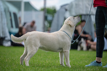pies Labrador retriever © Grzegorz