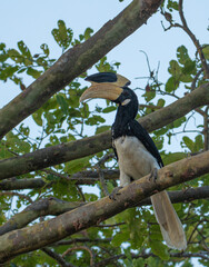 Malabar Pied Hornbill Perched in Forest Canopy Sri Lanka © Prasanna