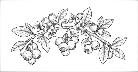 Vector illustration set of wild berry branches including blueberry raspberry blackberry and strawberry in line art. © Mst Fateha Begum