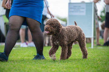 Pies Lagotto romagnolo © Grzegorz