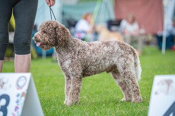 Pies Lagotto romagnolo © Grzegorz