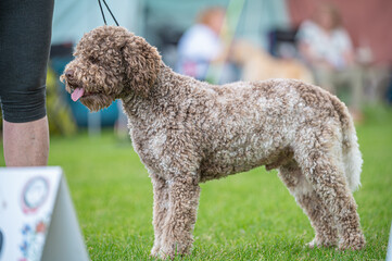Pies Lagotto romagnolo © Grzegorz