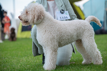 Pies Lagotto romagnolo © Grzegorz