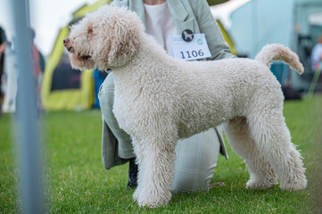 Pies Lagotto romagnolo © Grzegorz