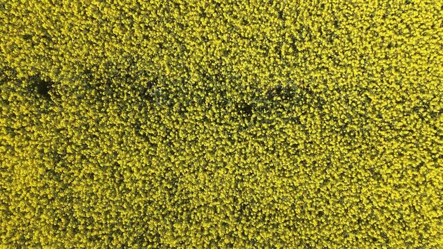 Aerial top down view directly above a field full of rapeseed or oilseed yellow crops with upwards drone motion revealing a health crop with copy space