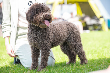 Pies Lagotto romagnolo © Grzegorz