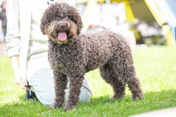 Pies Lagotto romagnolo © Grzegorz